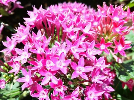 小さな星形の花を密集して咲かせます 小さな星形の花を密集して咲かせます 花,ペンタス,星形の写真素材