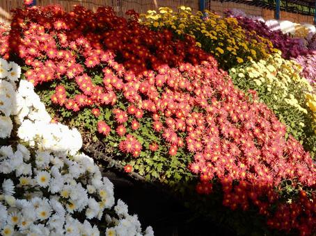 【風景写真】福山菊花展覧会の風景 キク,菊,菊花展の写真素材