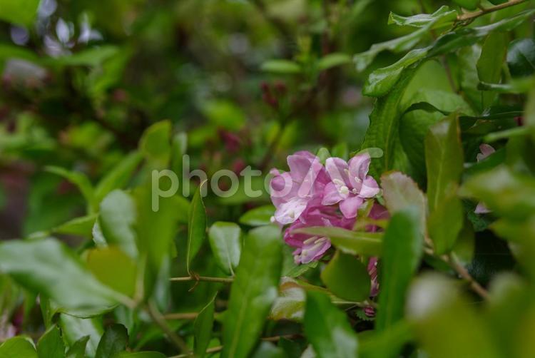 ピンクの花と緑鮮やかな新芽 花,ピンク,新緑の写真素材