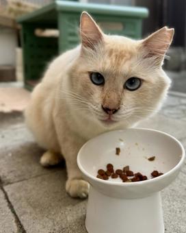 ノラ猫　シロの写真