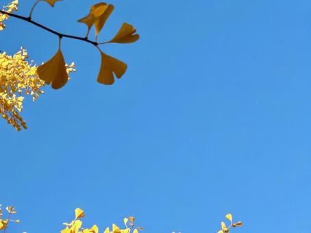 銀杏と青空 イチョウ,青空,余白の写真素材
