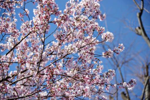 サクラの写真