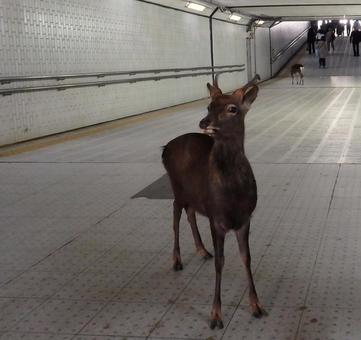 地下道にいた鹿2の写真