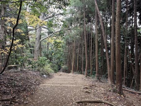 林の中の道 秋,ハイキング,山登りの写真素材