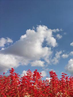 サルビア 花,秋,ガーデニングの写真素材