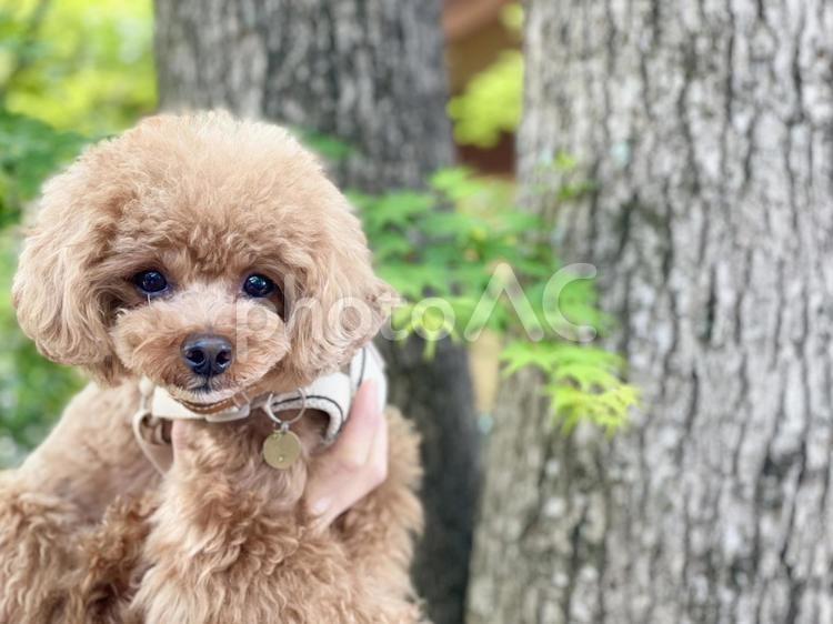 犬　トイプードルと新緑 犬,トイプードル,新緑の写真素材