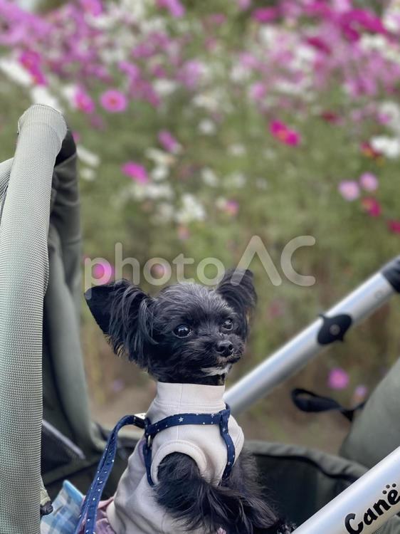 犬と花畑 犬,花畑,花の写真素材