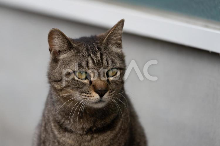 【野良猫】住宅街に居つく猫【環境問題】 猫,野良猫,野良の写真素材