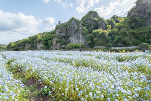 大分県のネモフィラ畑と青の洞門 大分県のネモフィラ畑と青の洞門の写真