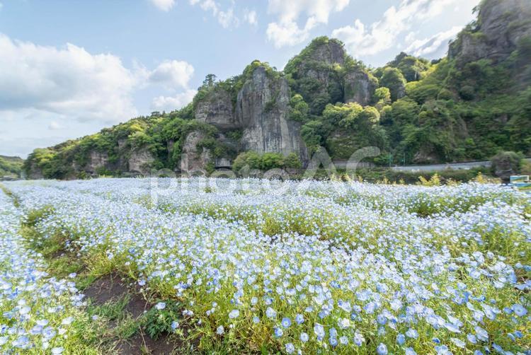 大分県のネモフィラ畑と青の洞門 土壌,風景,フィールドの写真素材