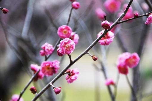 Plum (Yaekankou), JPG Plum (Yaekankou), JPG