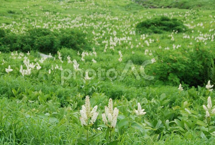 高山植物　コバイケソウのお花畑　中央アルプス駒ヶ岳 コバイケソウ,駒ヶ岳,高山植物の写真素材
