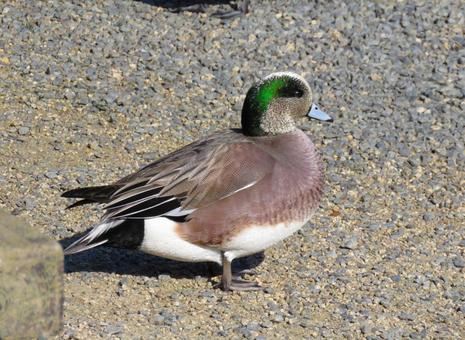 地面に佇むアメリカヒドリのオス 地面に佇むアメリカヒドリのオス アメリカヒドリ,野鳥,動物の写真素材