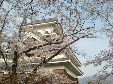 上山城の桜 上山城の桜の写真