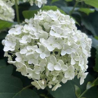 紫陽花 紫陽花の写真