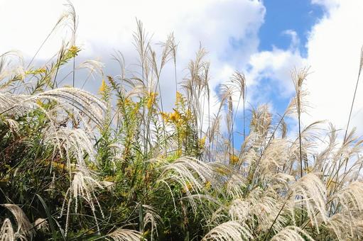 初秋のススキ 屋外,自然,秋の写真素材