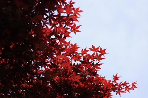 春の紅葉 春の紅葉の写真