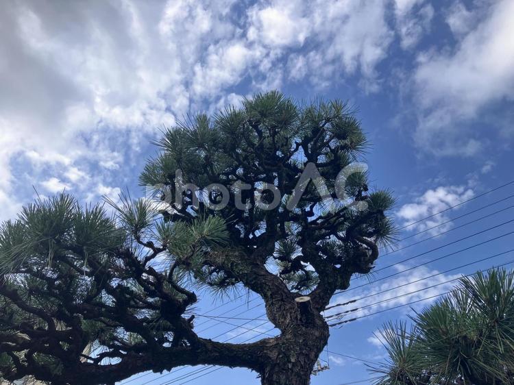 松の木散髪した 松の木,春,青空の写真素材