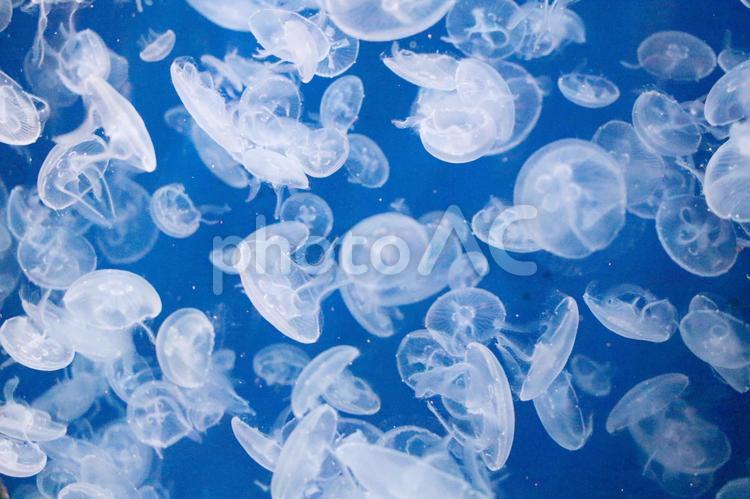 くらげ02 くらげ,海,生物の写真素材