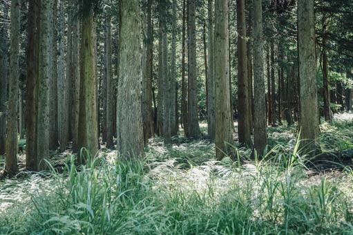 森林 森林 森林,森,山の中の写真素材