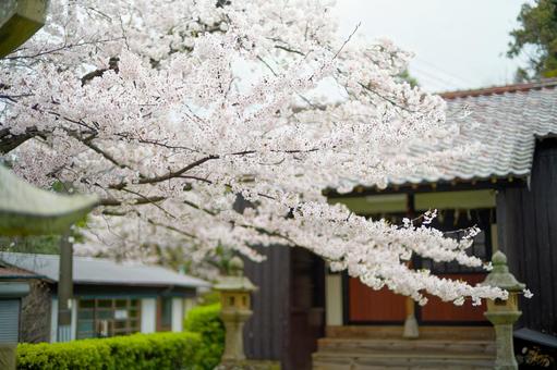 鳥居と桜 桜,鳥居,春の写真素材