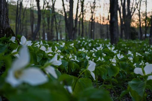 夕日に照らされるオオバナノエンレイソウ 夕日に照らされるオオバナノエンレイソウの写真