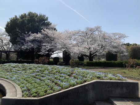 Sakura and Nemophila, JPG Sakura and Nemophila, JPG