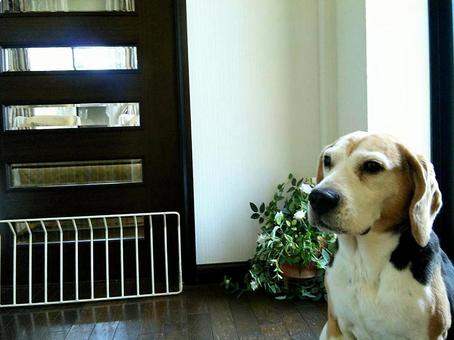 Photo, beagle dog, beagle, dog, 
