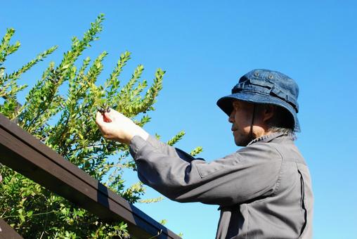 秋晴れにマートルの実を摘む男性の横顔 秋,ガーデニング,男性の写真素材
