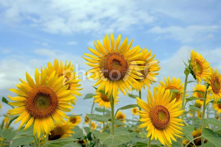 【満開のヒマワリ畑】 夏,ひまわり,ヒマワリの写真素材
