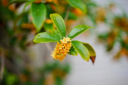 黄色いキンモクセイの花 黄色いキンモクセイの花 人物なし,植物,クローズアップの写真素材