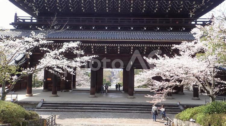 知恩院三門の桜 No 写真素材なら 写真ac 無料 フリー ダウンロードok