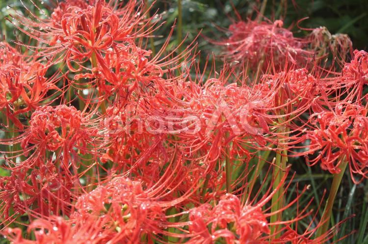 彼岸後も美しかったので　２ 彼岸花,花,赤色の写真素材