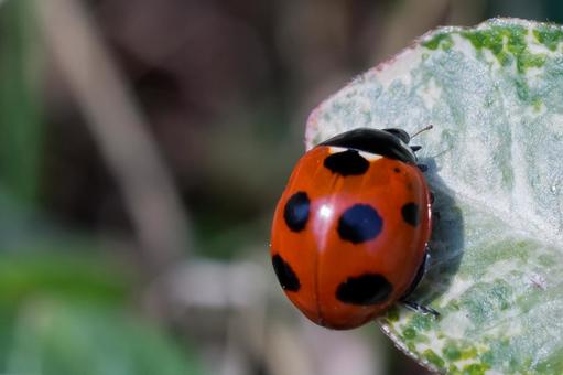 Photo, ladybird, cute, natural, 
