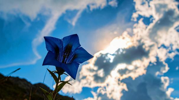 孤高のリンドウ#05Aiの写真