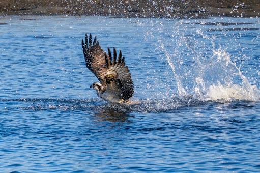 ミサゴ(89) 鳥,ミサゴ,ウオタカの写真素材