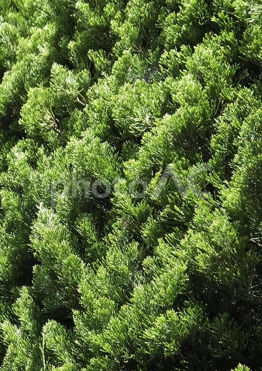 背景（緑-樹木）[Green-tree]-005 背景,杉,庭木の写真素材