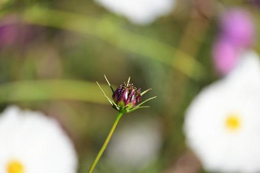 つぼみ　コスモス 秋,コスモス,つぼみの写真素材