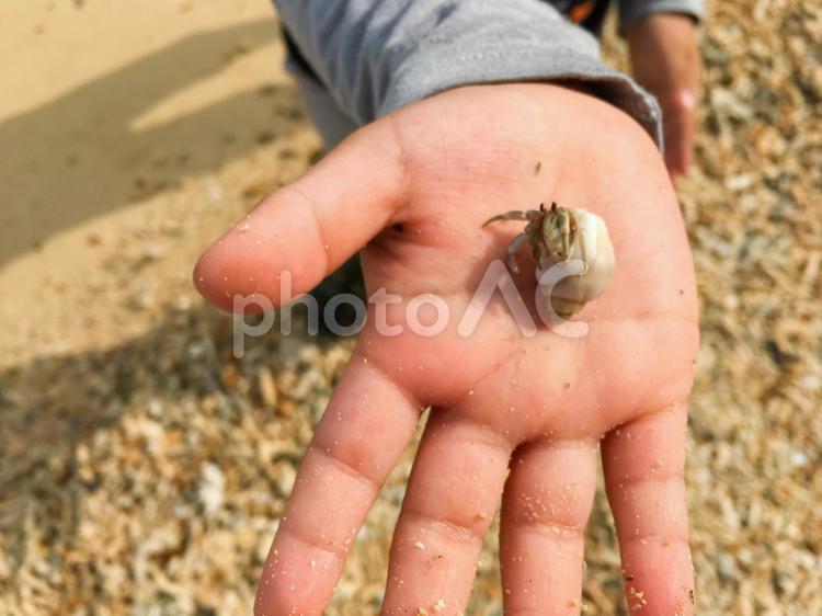 ヤドカリと子どもの手のひら ヤドカリ,子ども,こどもの写真素材