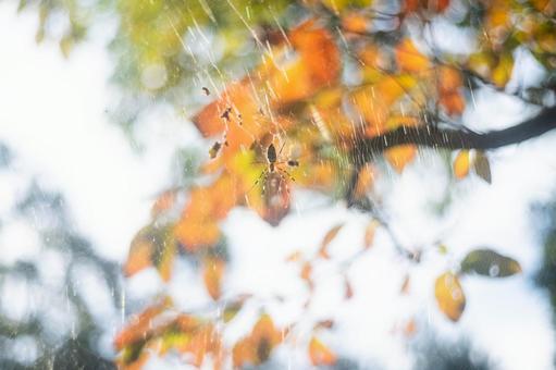 鮮やかな紅葉をバックに蜘蛛の巣と蜘蛛 鮮やかな紅葉をバックに蜘蛛の巣と蜘蛛の写真