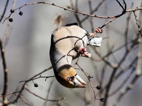 木の実をついばむシメ 木の実をついばむシメ シメ,野鳥,小鳥の写真素材