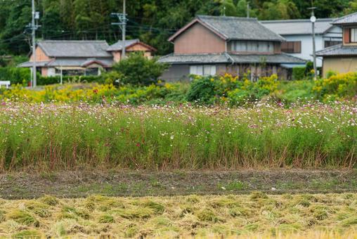 カラフルで美しいコスモス畑 カラフルで美しいコスモス畑 コスモス畑,草花,花の写真素材