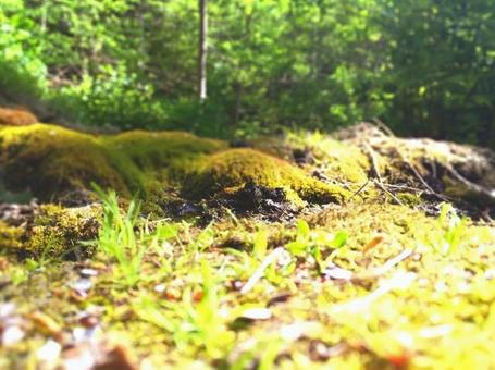 森の中 苔 森の中 苔の写真