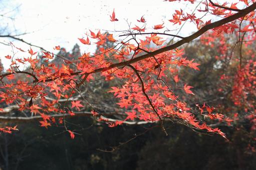 赤くそまったきれいな紅葉 赤くそまったきれいな紅葉の写真