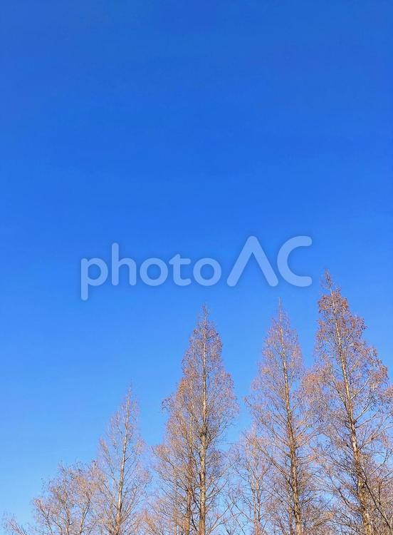 樹木 樹木,林,木の写真素材