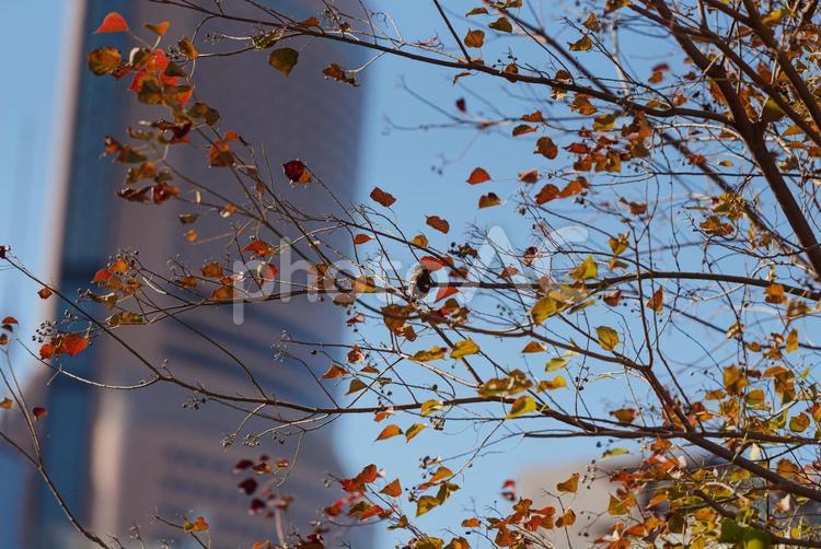 木に止まって辺りを見回すジョウビタキ ジョウビタキ,ヒタキ科,メスの写真素材
