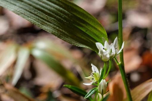 センブリ センブリ,千振,リンドウ科の写真素材