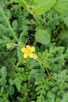 畑に育つスイカの黄色い花 畑に育つスイカの黄色い花 収穫,農作物,家庭菜園の写真素材