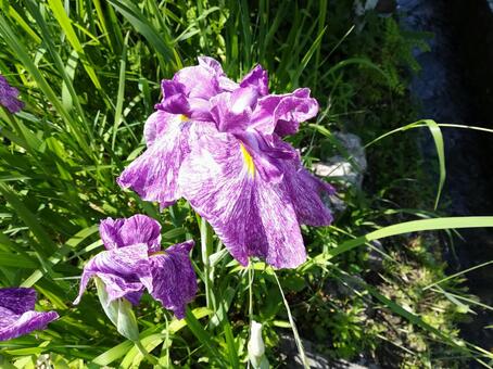 あやめ あやめの写真