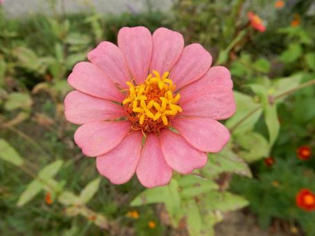 【花の写真】 ヒャクニチソウ（百日草）の写真